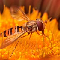 Marmalade Hoverfly 5 